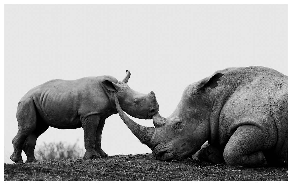 Frolicsome Calf by Huzeifa Mohammedali Zakir  Image: Masai Mara Game Reserve