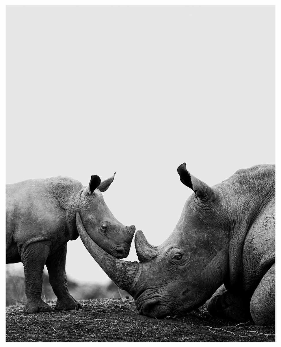 Gentle Giants by Huzeifa Mohammedali Zakir  Image: Masai Mara Game Reserve