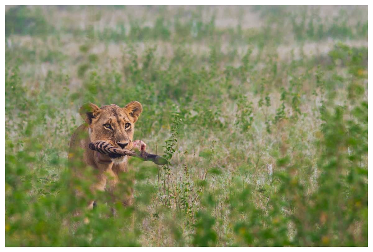 Zebra for Lunch by Murtaza Shk Kausarali Shakir  Image: Nairobi National Park, Kenya