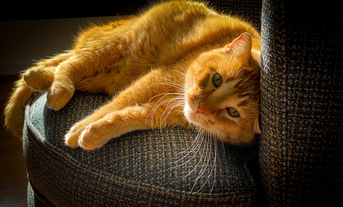 Freddicat by Lisa Drew  Image: Fred, Lisa's cat, photographed by Lisa Drew Photo Artist

Regal orange grace,
Freddicat basks in sun's glow,
Favorite chair embraced.