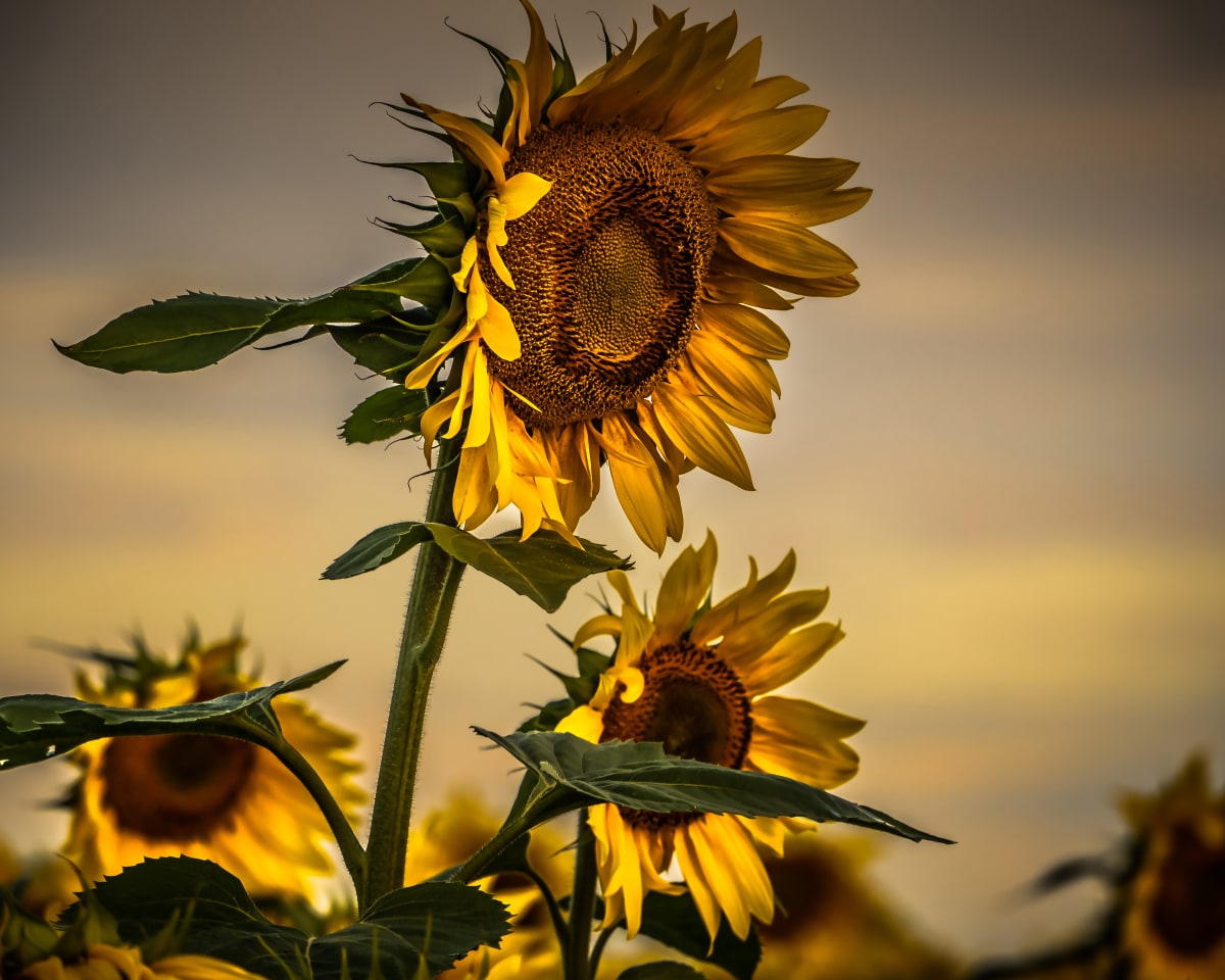 Gone with the Sunflowers by Lisa Drew  Image: photographed at sunrise in Minnesota