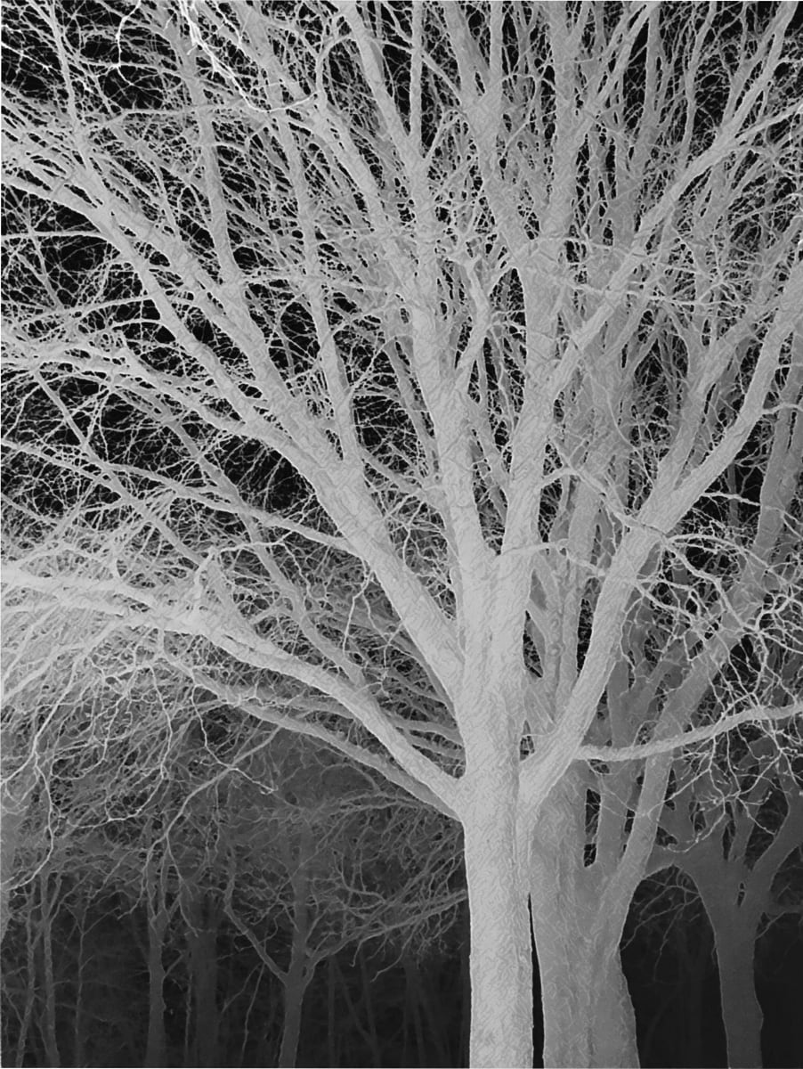 Ghost Trees by Lisa Drew  Image: Ghost Trees by Lisa Drew