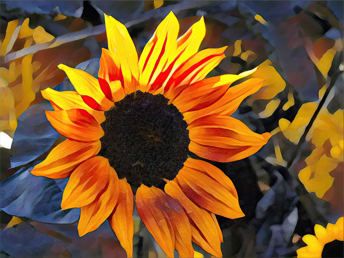 Sunfire by Lisa Drew  Image: sunflower digitally manipulated from original photograph