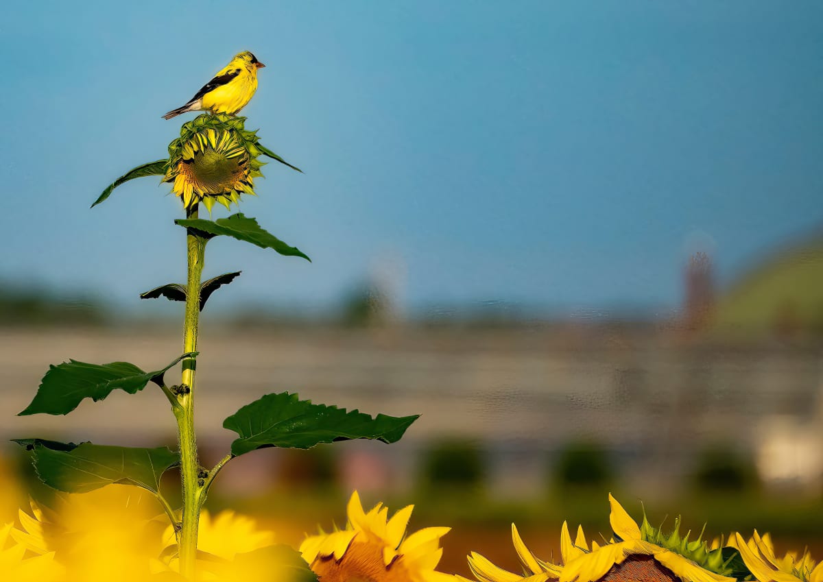 Sunflower Perch by Lisa Drew  Image: goldfinch resting on the top of a sunflower bud in the field