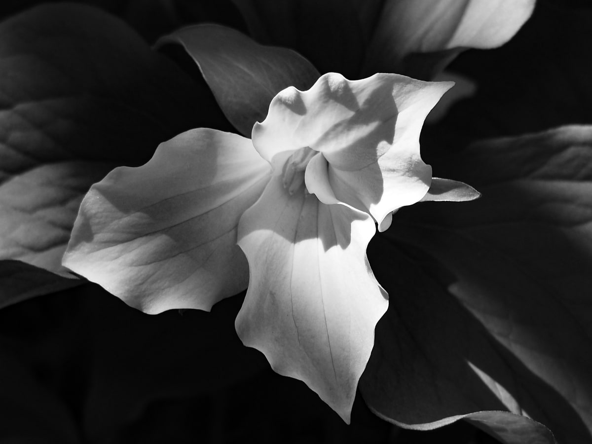 Trilium by Lisa Drew  Image: black and white photograph of a trillium flower in full spring bloom