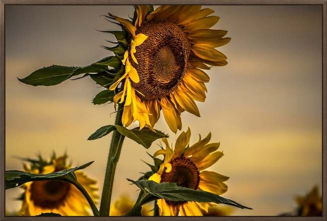Gone with the Sunflowers (framed) by Lisa Drew 
