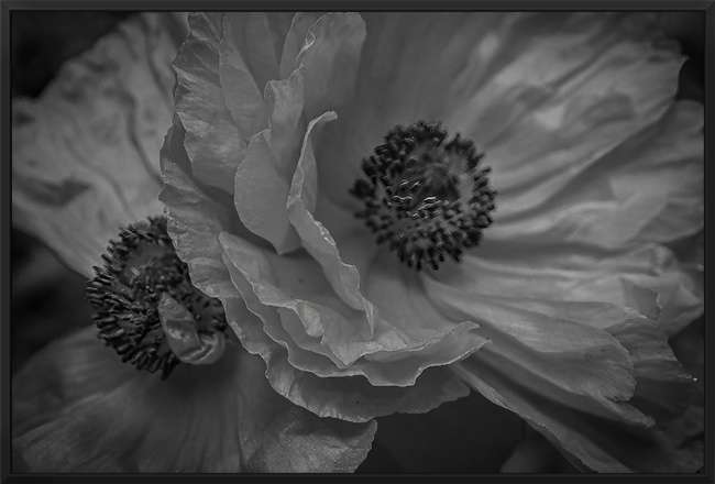 Night Poppies - black frame by Lisa Drew 