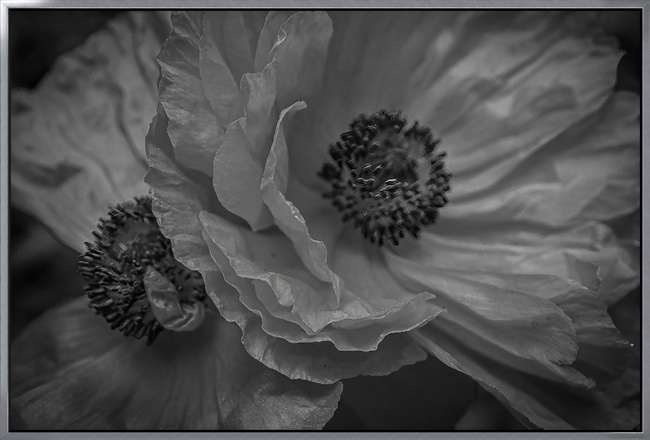 Night Poppies - Silver Frame by Lisa Drew 