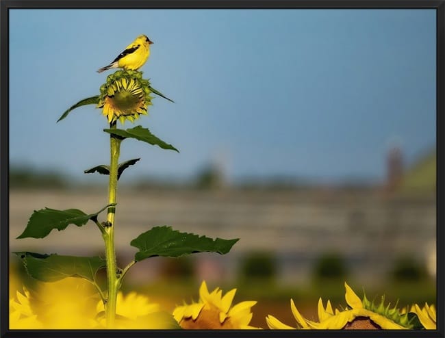 Sunflower Perch (canvas with black frame) by Lisa Drew 