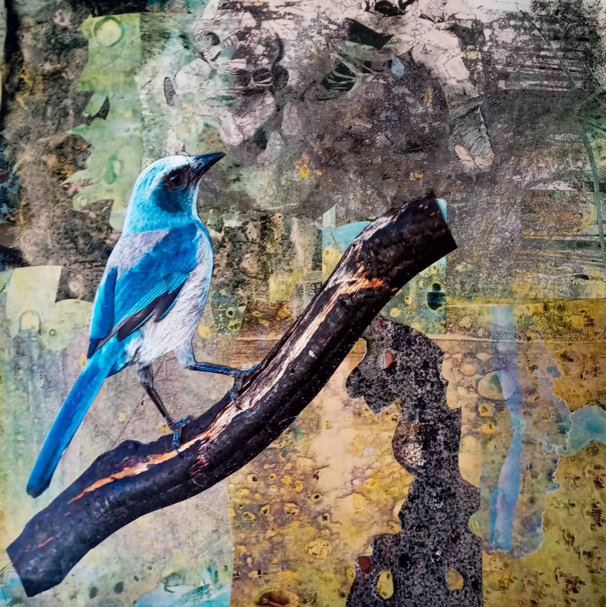 Brave Bird by Mareshah Yisrael 