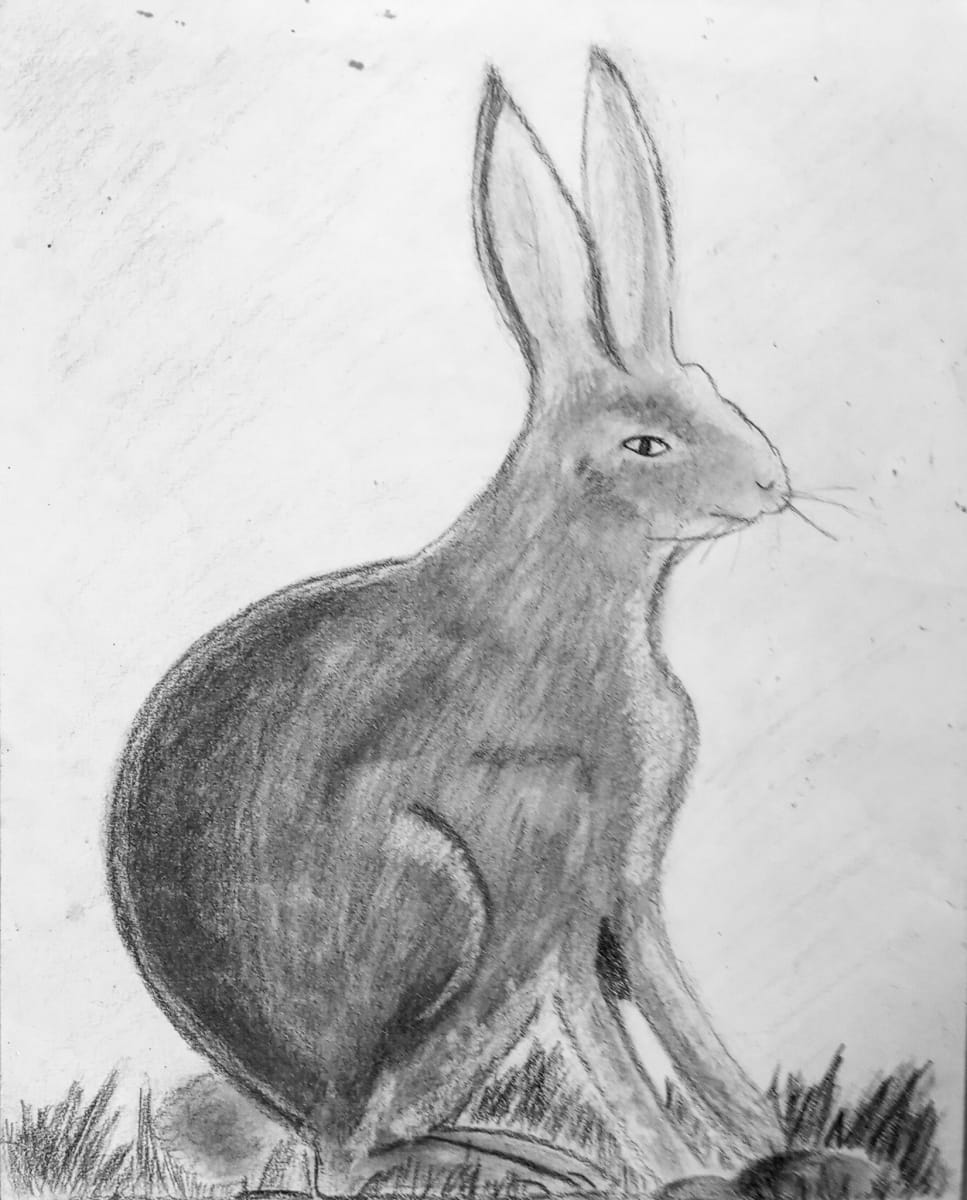 Hairy Hare by Mareshah Yisrael 