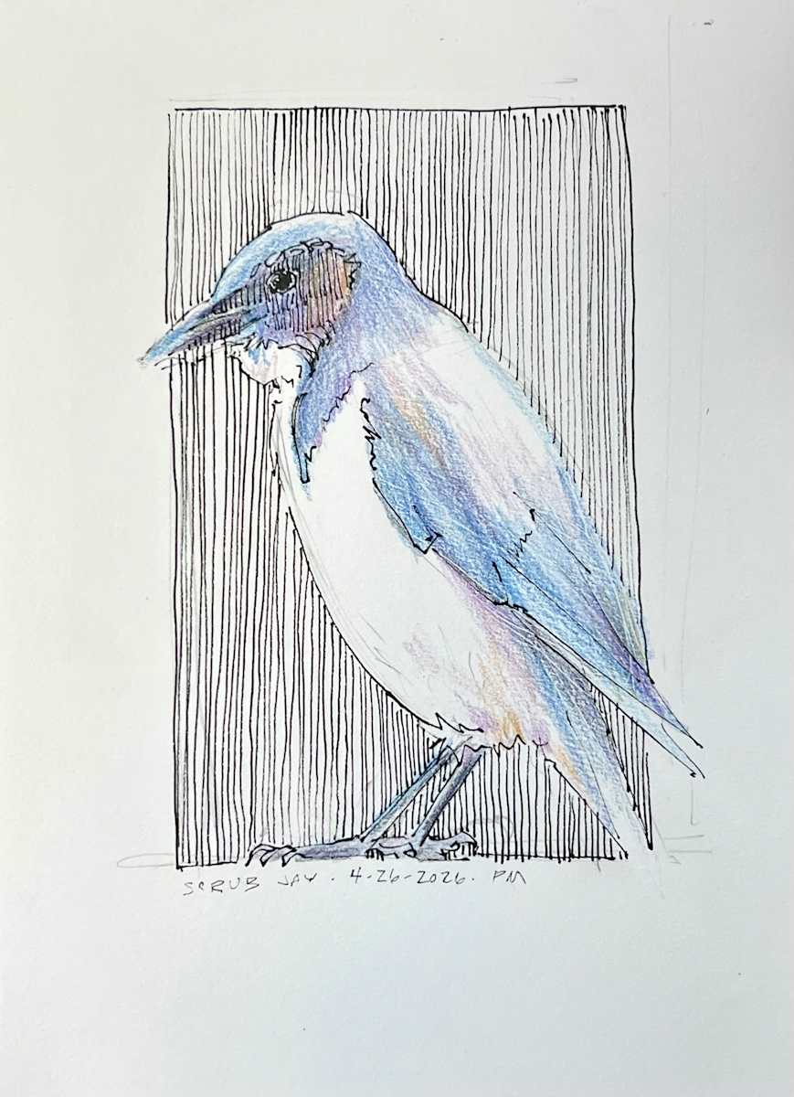 Scrub Jay by Patti McNutt, Image 1.