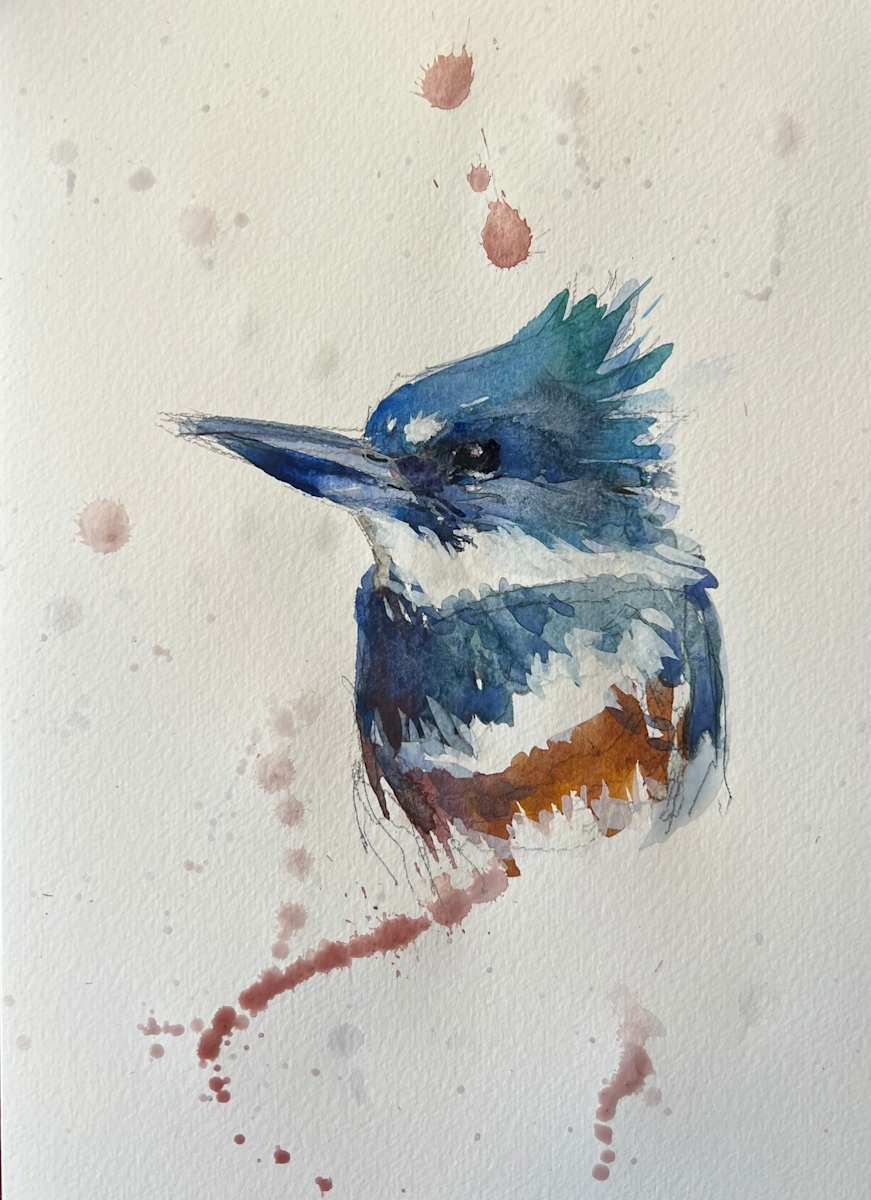 Belted Kingfisher by Patti McNutt  Image: Belted Kingfisher