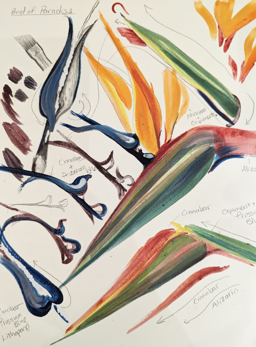 Ground from the Ground - Bird of Paradise Sketch by Annalisa Barron 