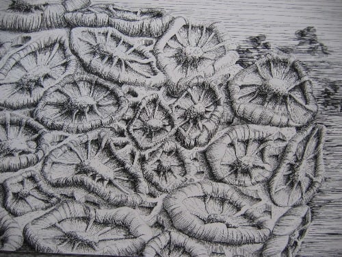 2004 Coral 1 by jeanps 