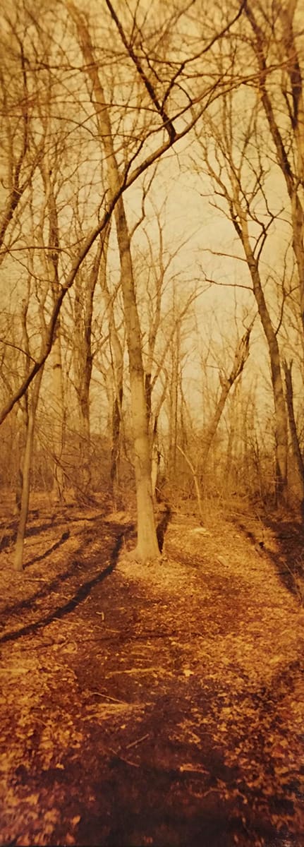 Encircled Tree by Richard Morrison by Richard Morrison 