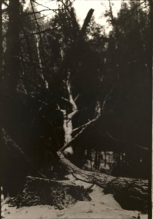 Untitled Portrait of a Tree by Richard Morrison by Richard Morrison 