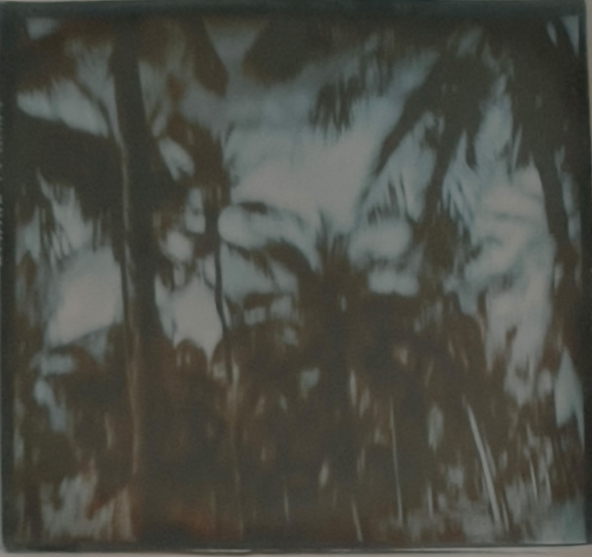 Palm Trees by Richard Morrison 