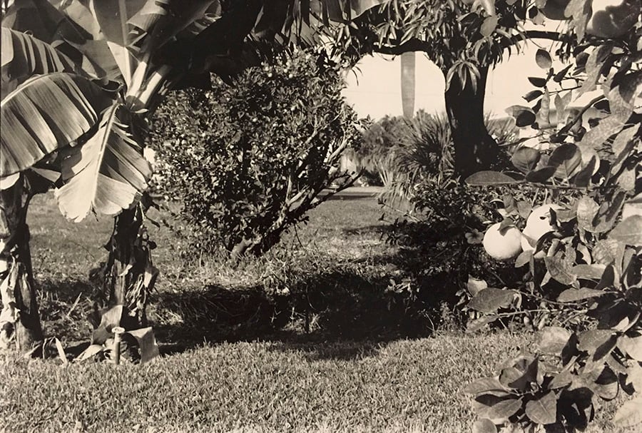 Florida Garden by Richard Morrison by Richard Morrison 