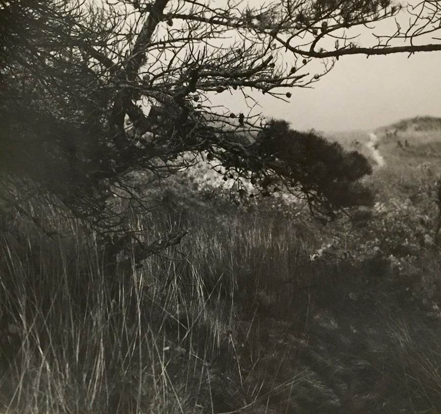 Truro Beach Path by Richard Morrison by Richard Morrison 