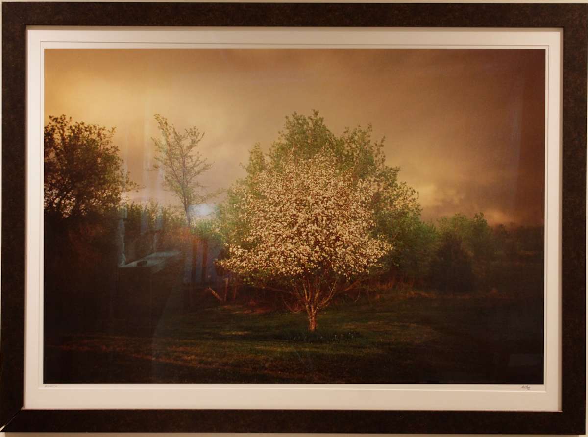 Crab Apple Tree by Carl Corey, Image 1.
