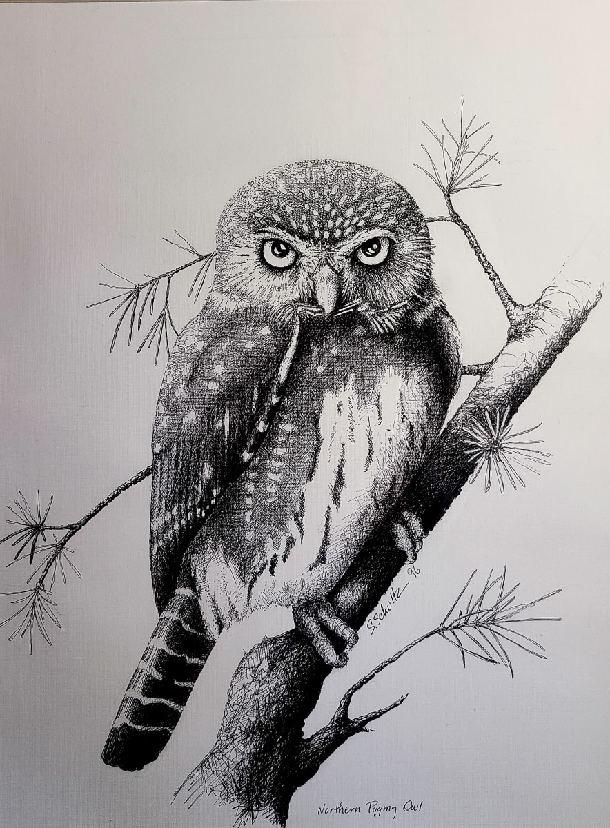 Northern Pygmy Owl by Sandra Schultz  Image: Forest Hunter