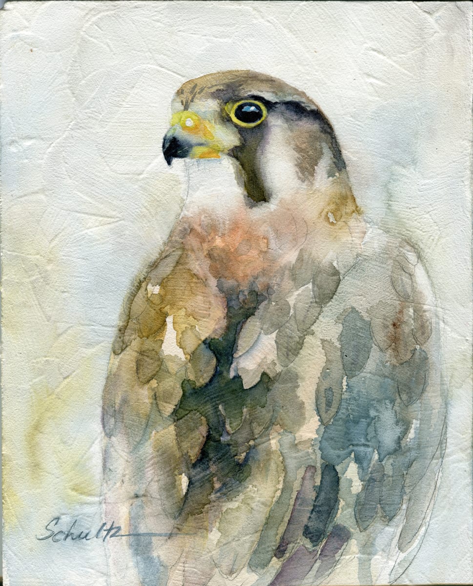 Sierra Raptor Series Prairie Falcon by Sandra Schultz  Image: Prairie Falcon