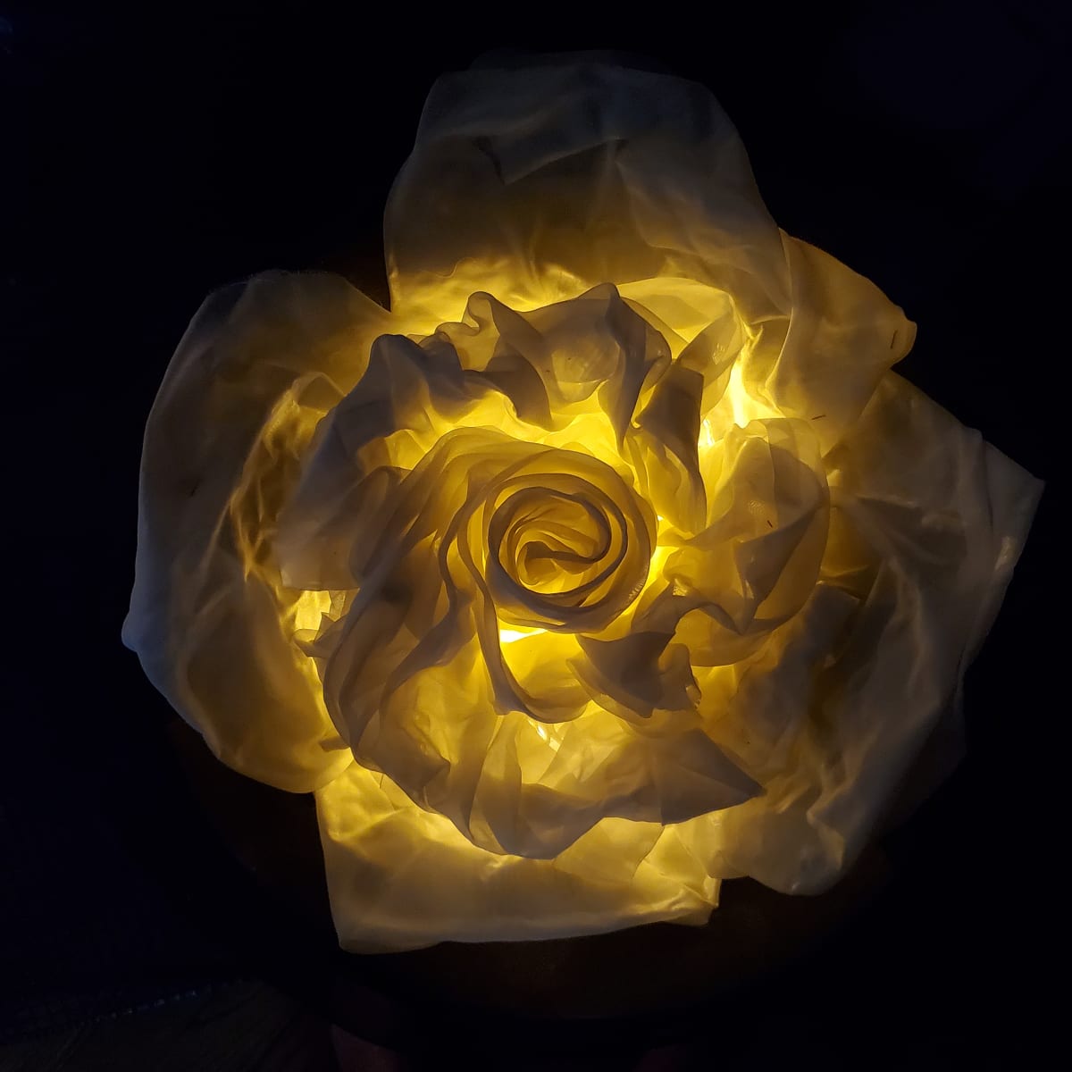 Illuminated Flower by Katherine Duncan 