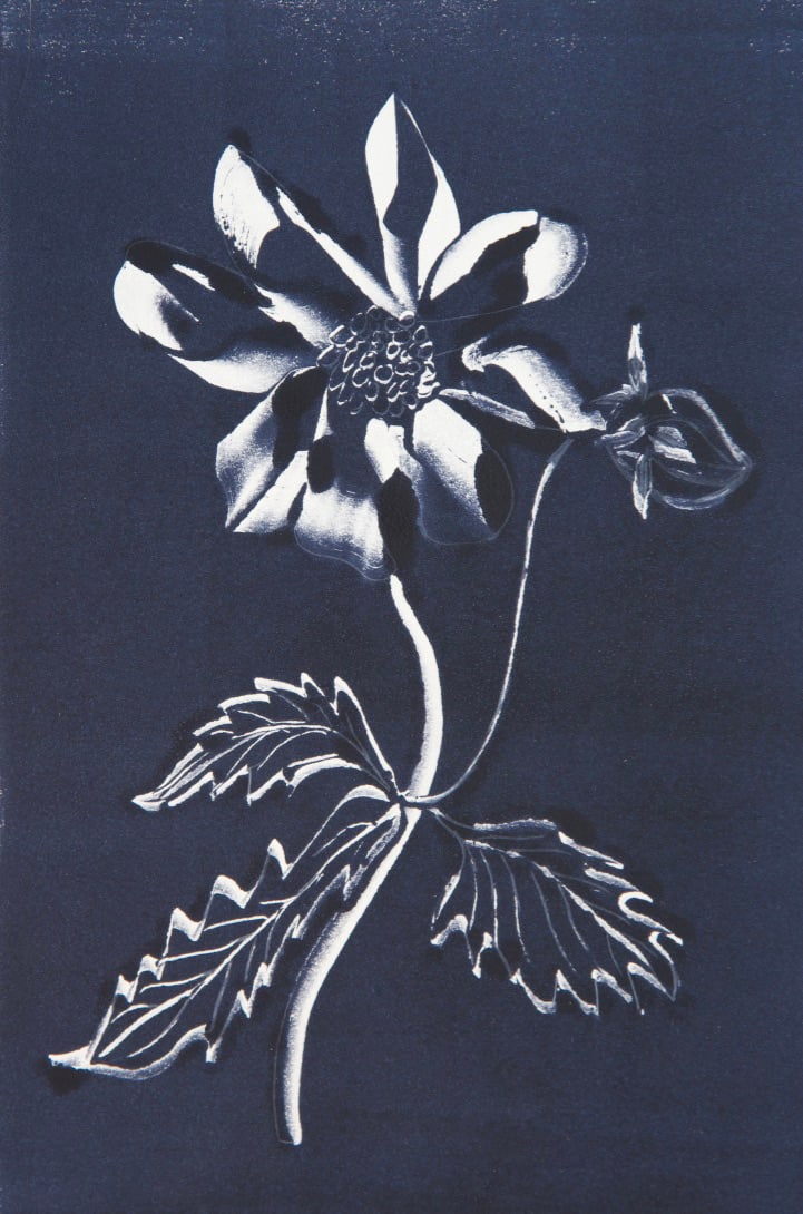 Dahlia III B&W Monotype by Margaret Galvin Johnson  Image: Dahlia III