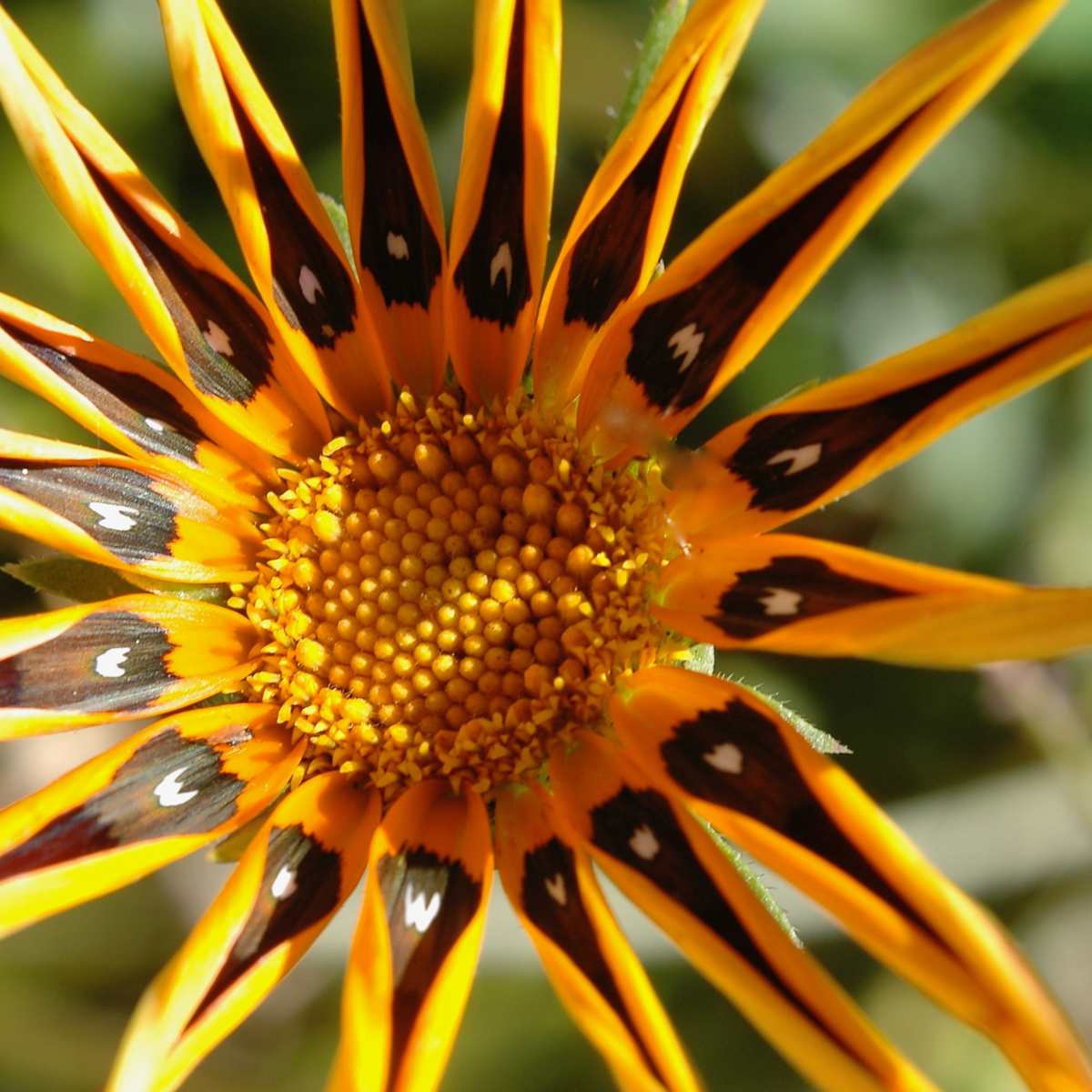Mexican Sunflower by Margaret Galvin Johnson 