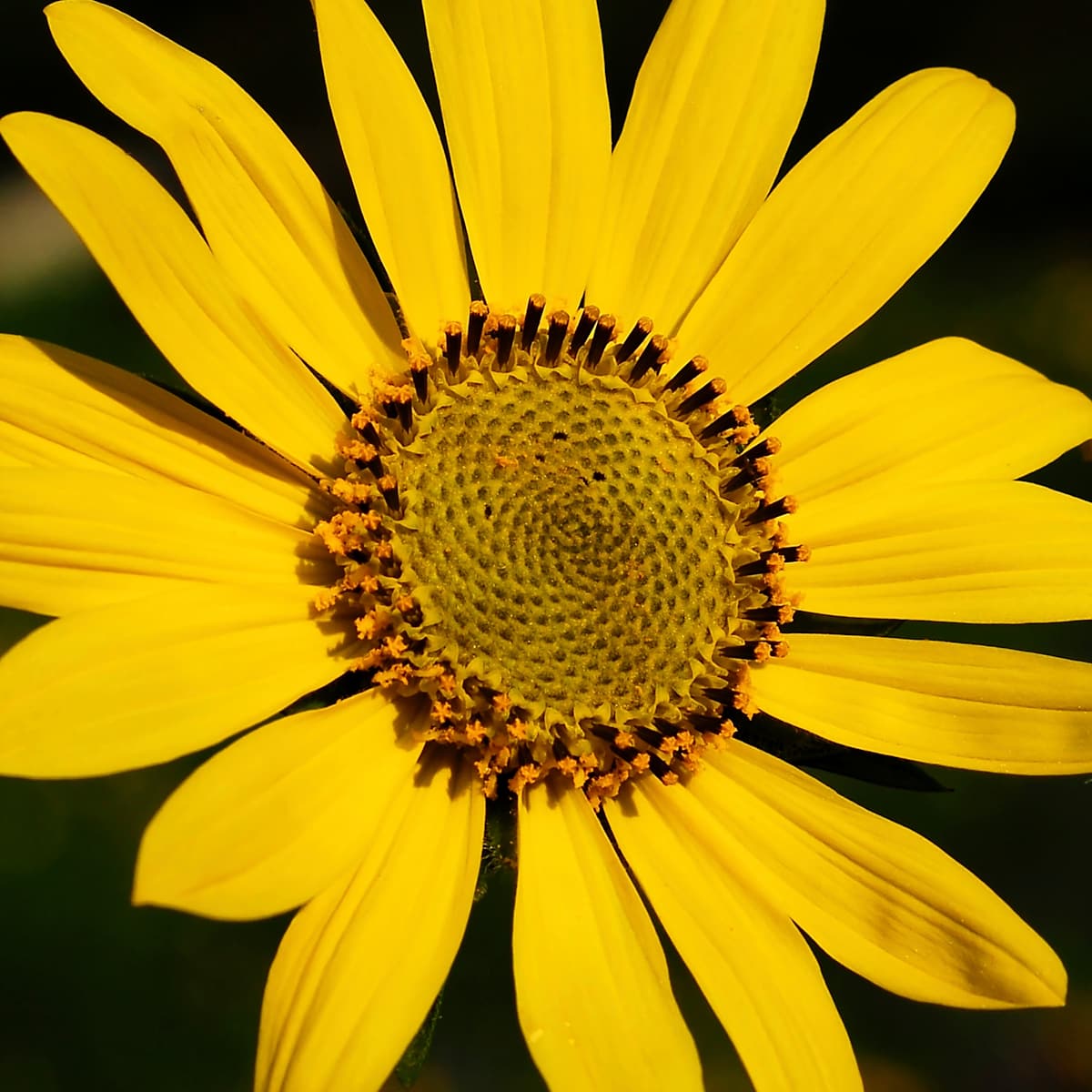 East Facing Sunflower by Margaret Galvin Johnson 