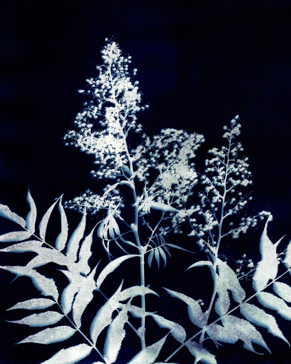 Colorado Alpine Flower Three by Kathy Ferguson, Image 1.