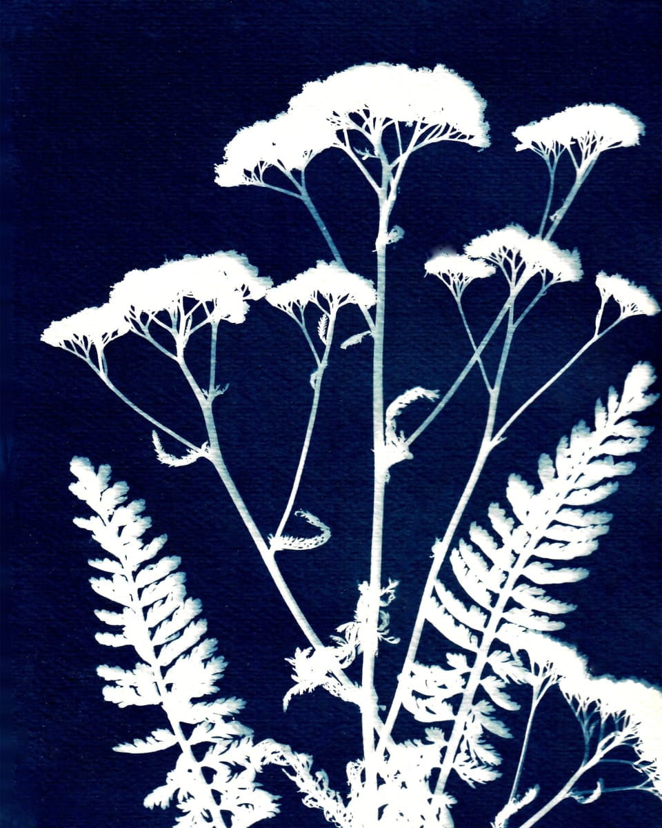 Yarrow Three by Kathy Ferguson, Image 2.