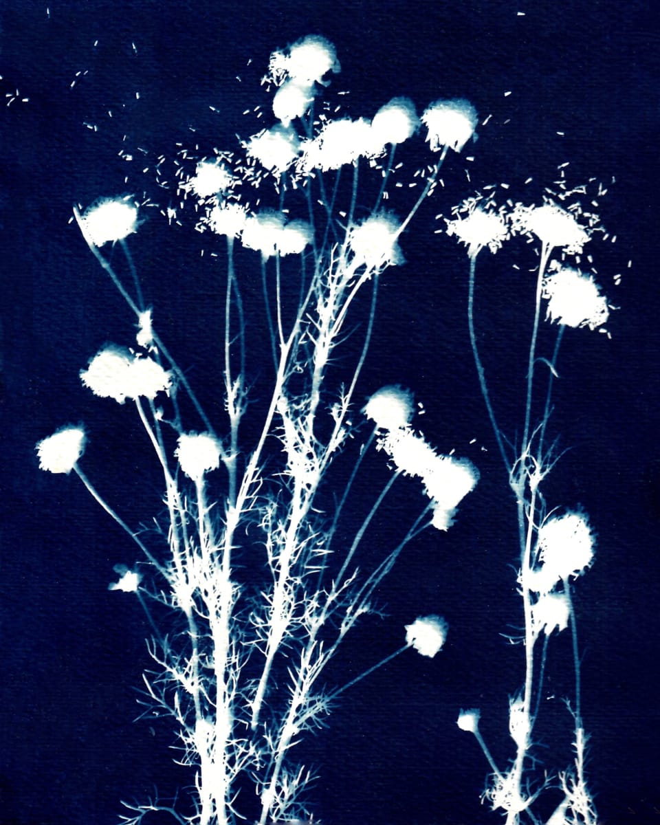 Exploding Seed Pods by Kathy Ferguson 