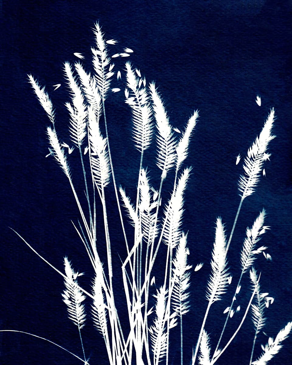 Ornamental Grass Three by Kathy Ferguson, Image 1.