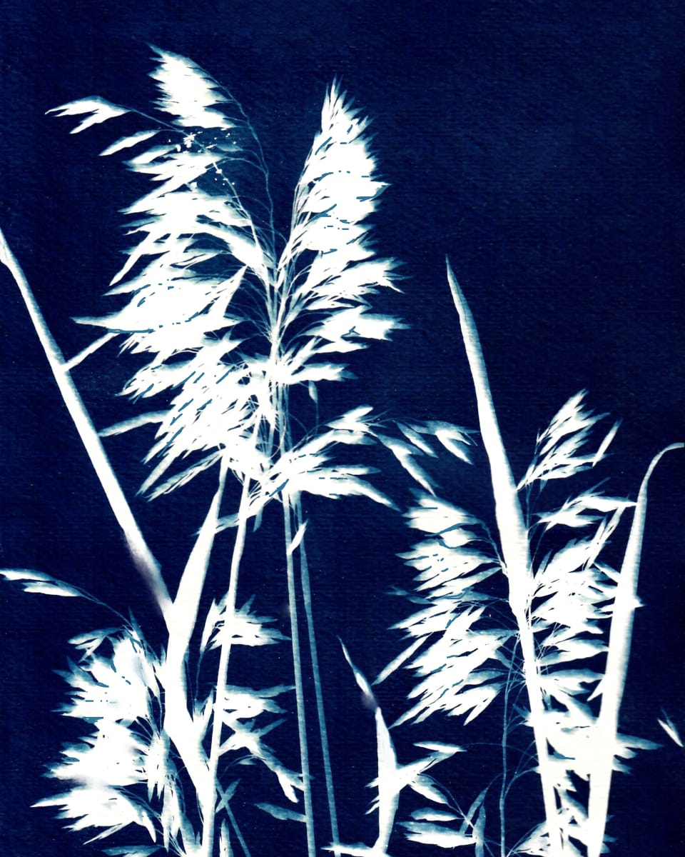 Ornamental Grass Six by Kathy Ferguson 