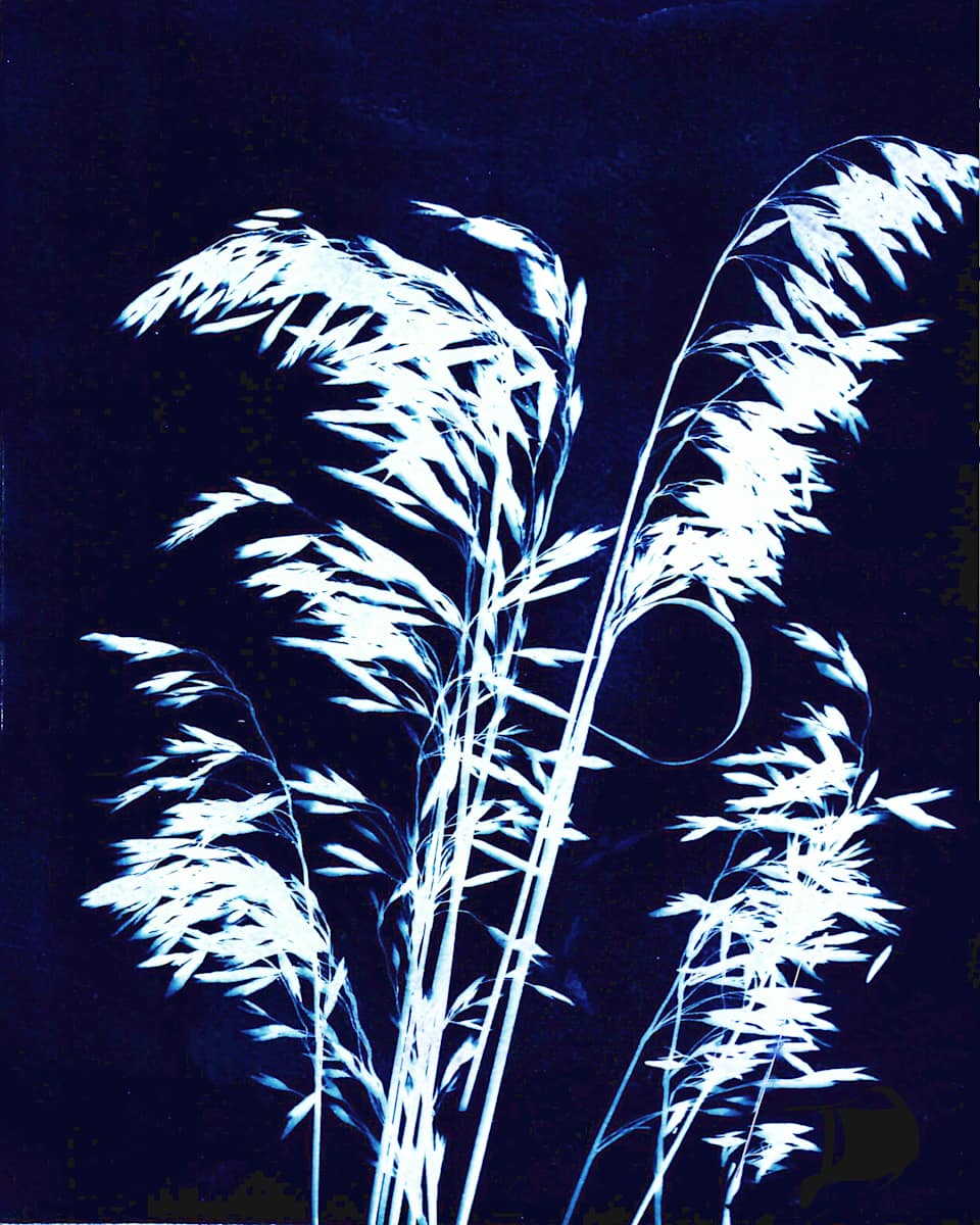 Ornamental Grass Seven by Kathy Ferguson, Image 1.