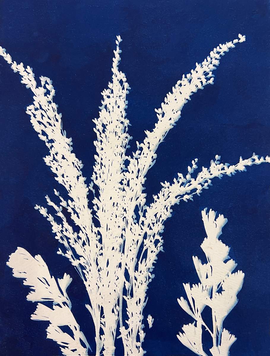 Sagebrush by Kathy Ferguson, Image 1.
