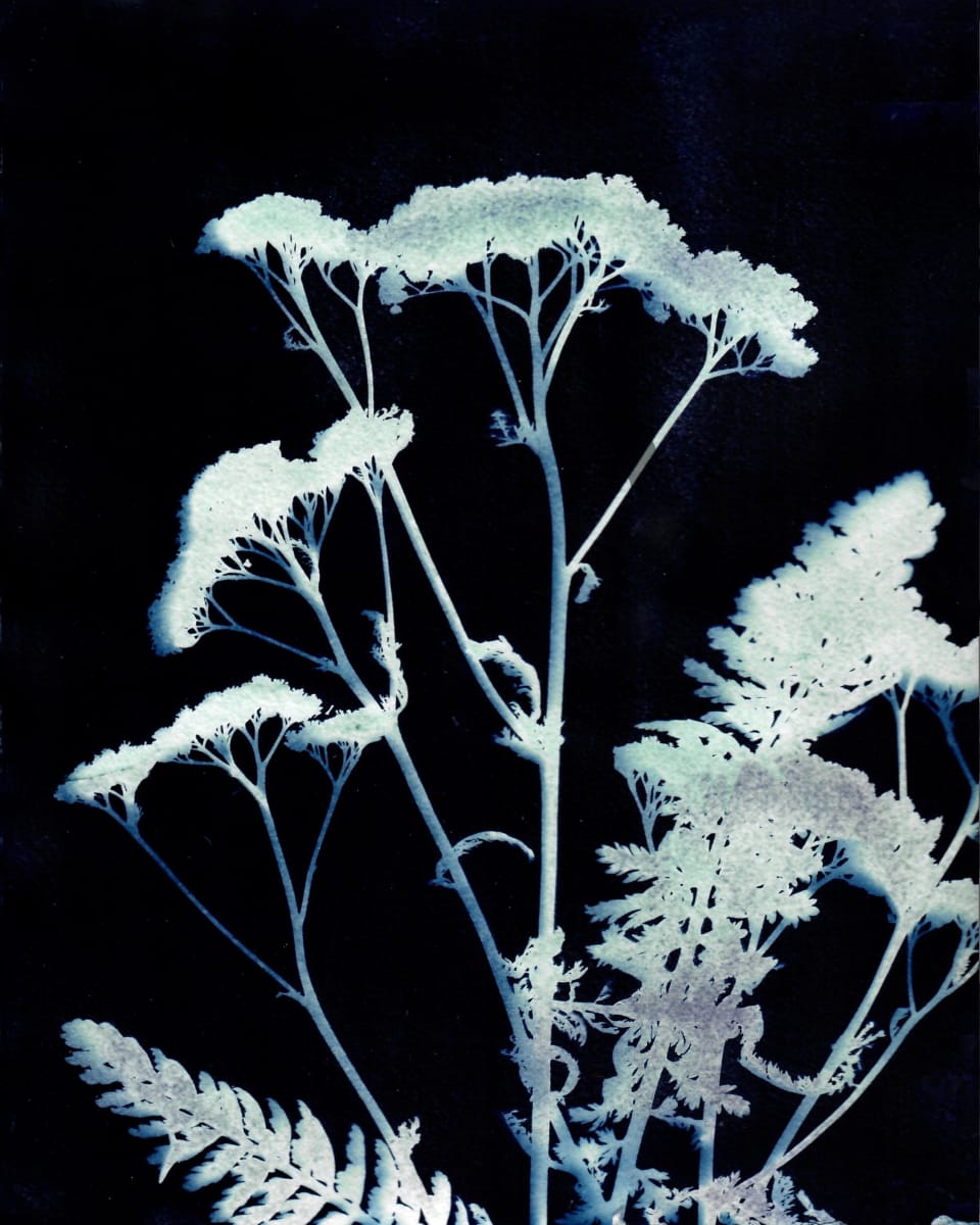 Yarrow One by Kathy Ferguson 