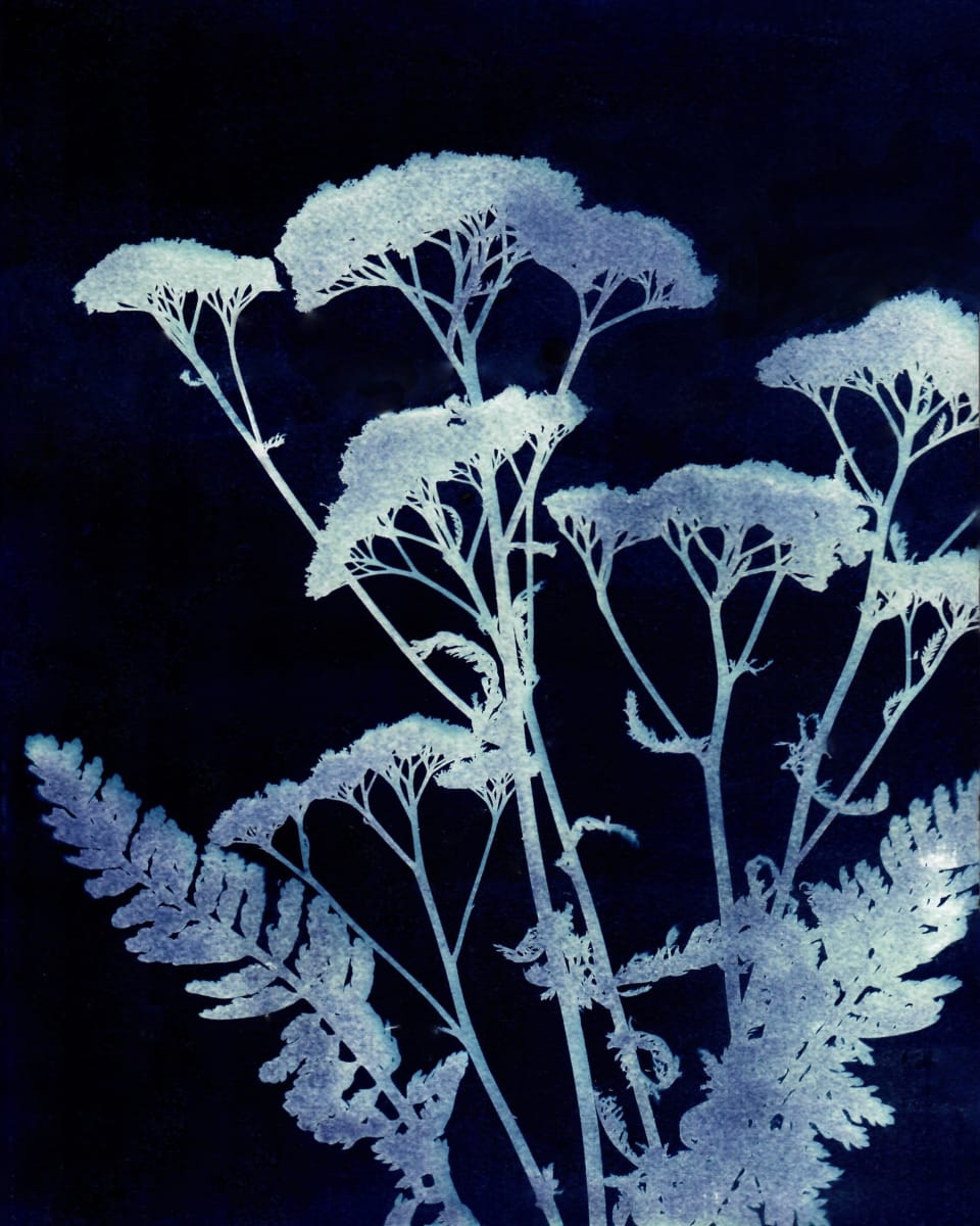 Yarrow Two by Kathy Ferguson, Image 1.
