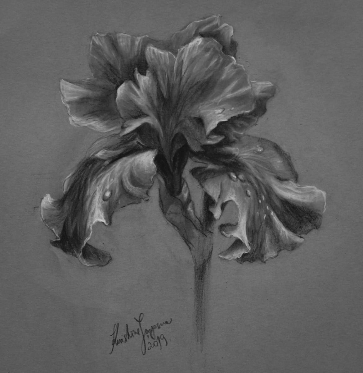 Iris by Kristine Skipsna 