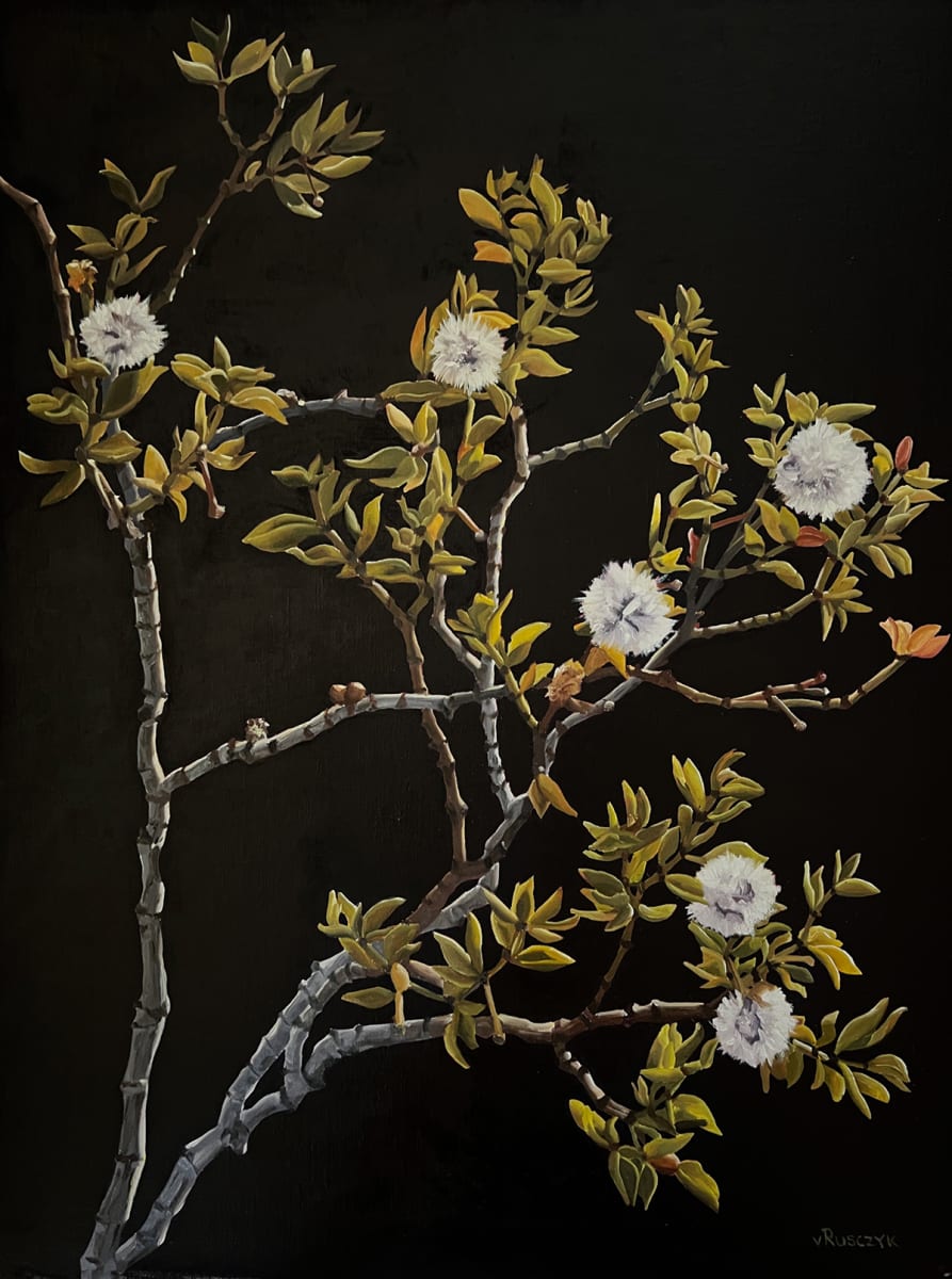 Creosote Seedpods by Vanessa Rusczyk 