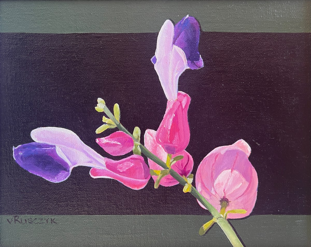 Mexican Bladderpod by Vanessa Rusczyk 