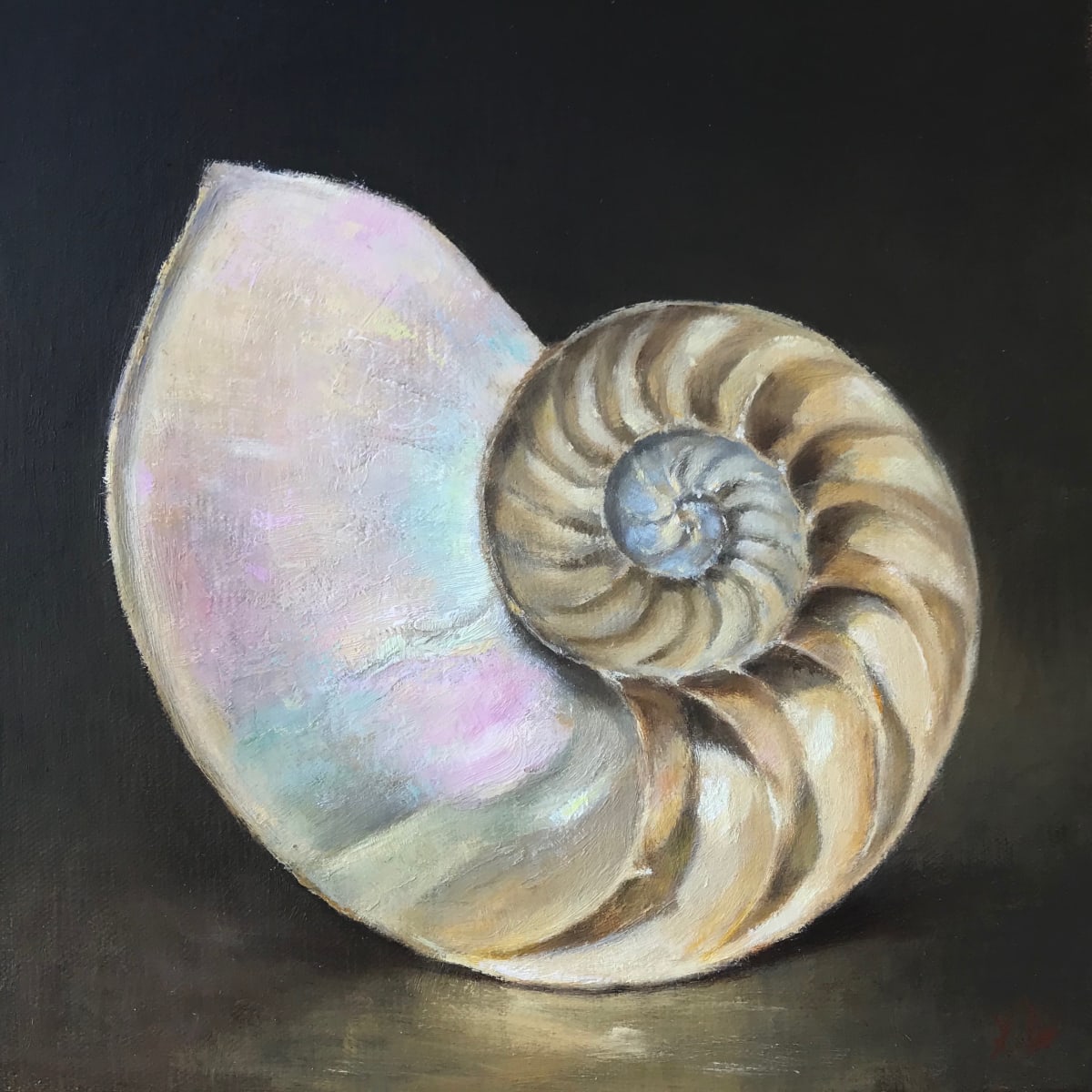 Nautilus Study by Lamya Deeb, Image 1.