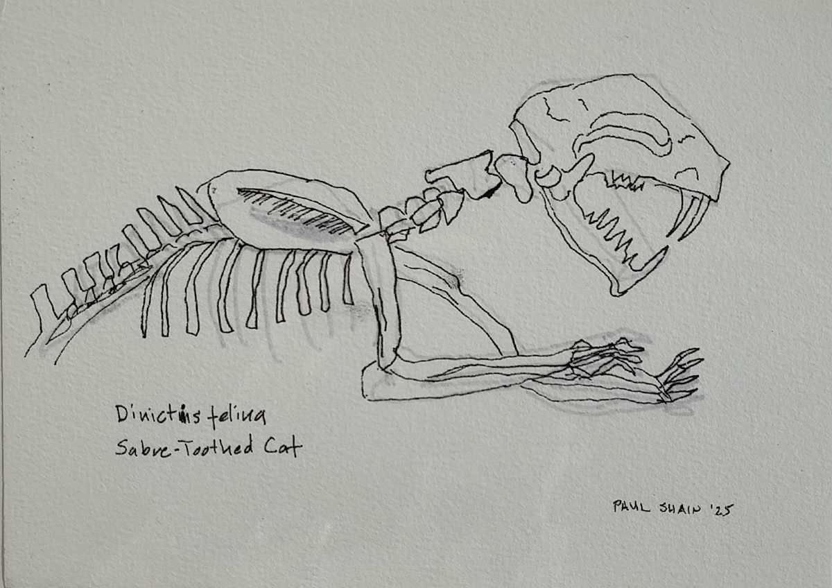 Saber-Toothed Cat by Paul Shain 