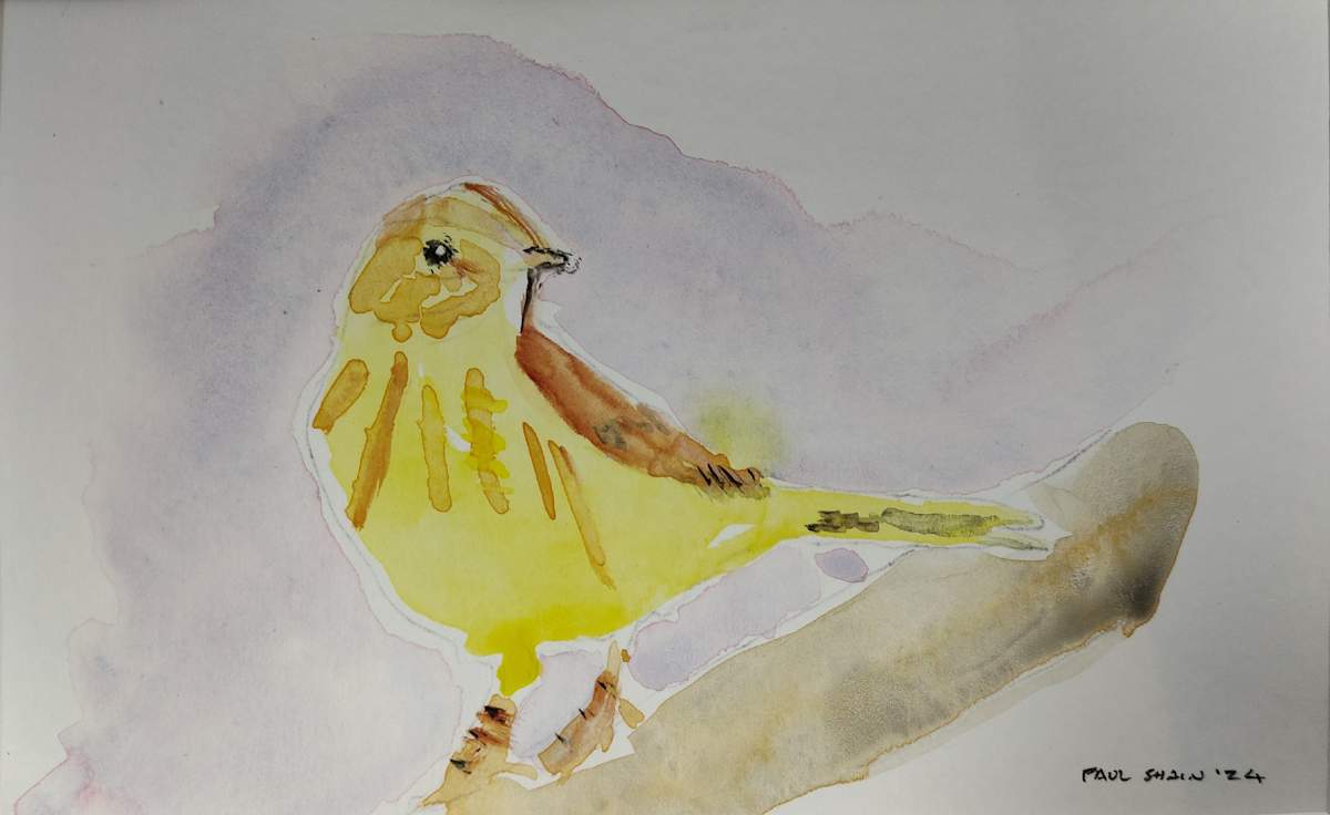 Yellow Warbler by Paul Shain 