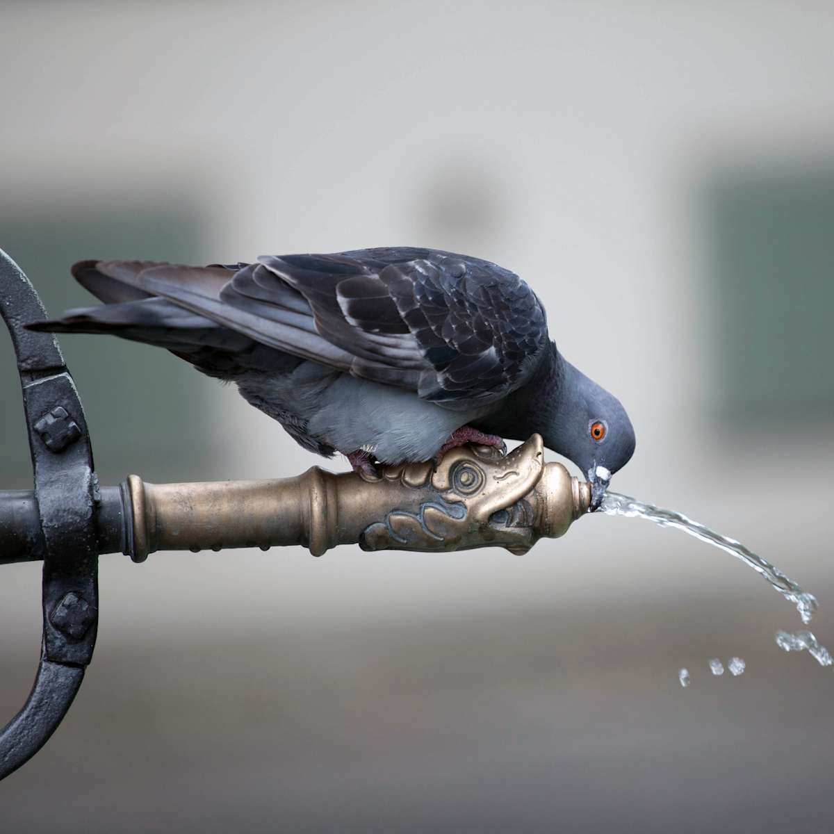 Bird drinking water / golob, ki pije by Žiga Korent, Image 10.