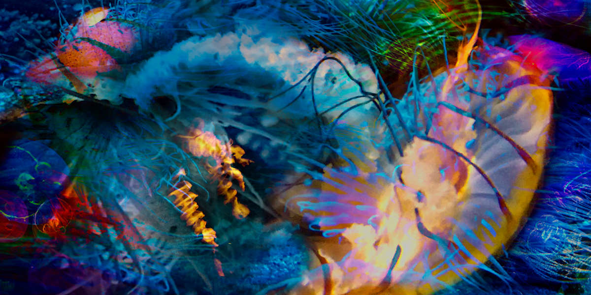 Jellyfish Coven 2/200 by Elaine Pratt