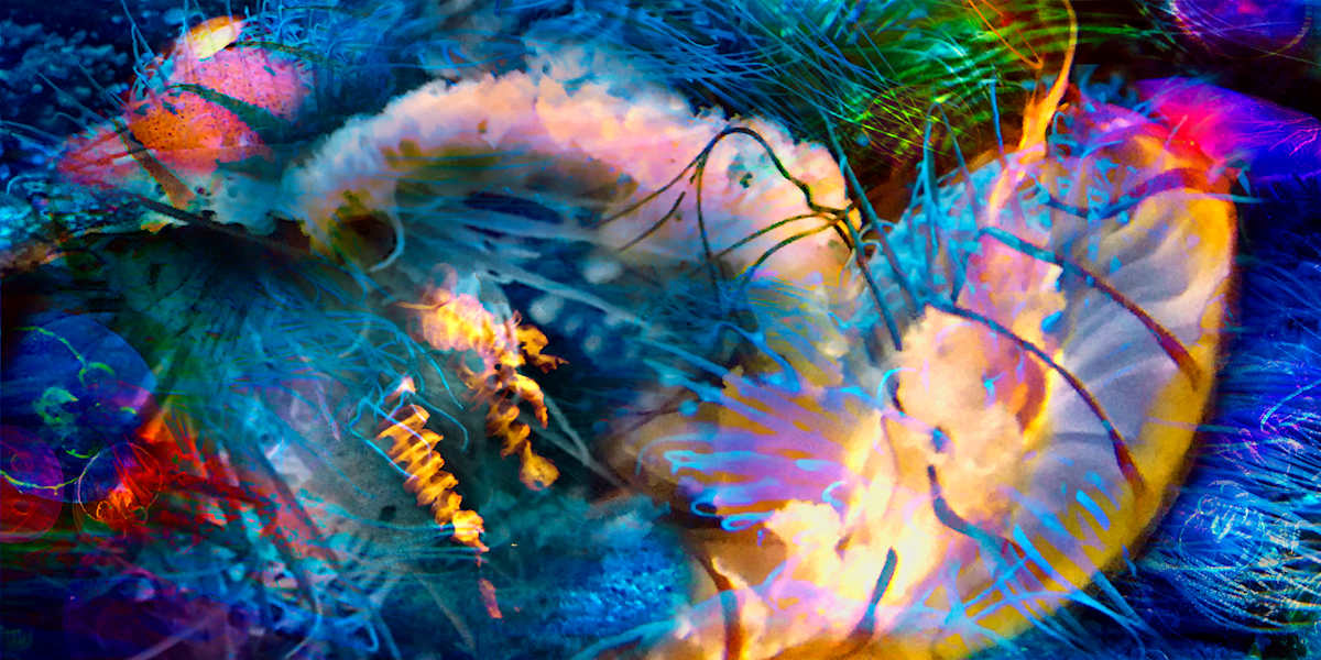 Jellyfish Coven 2/20 by Elaine Pratt