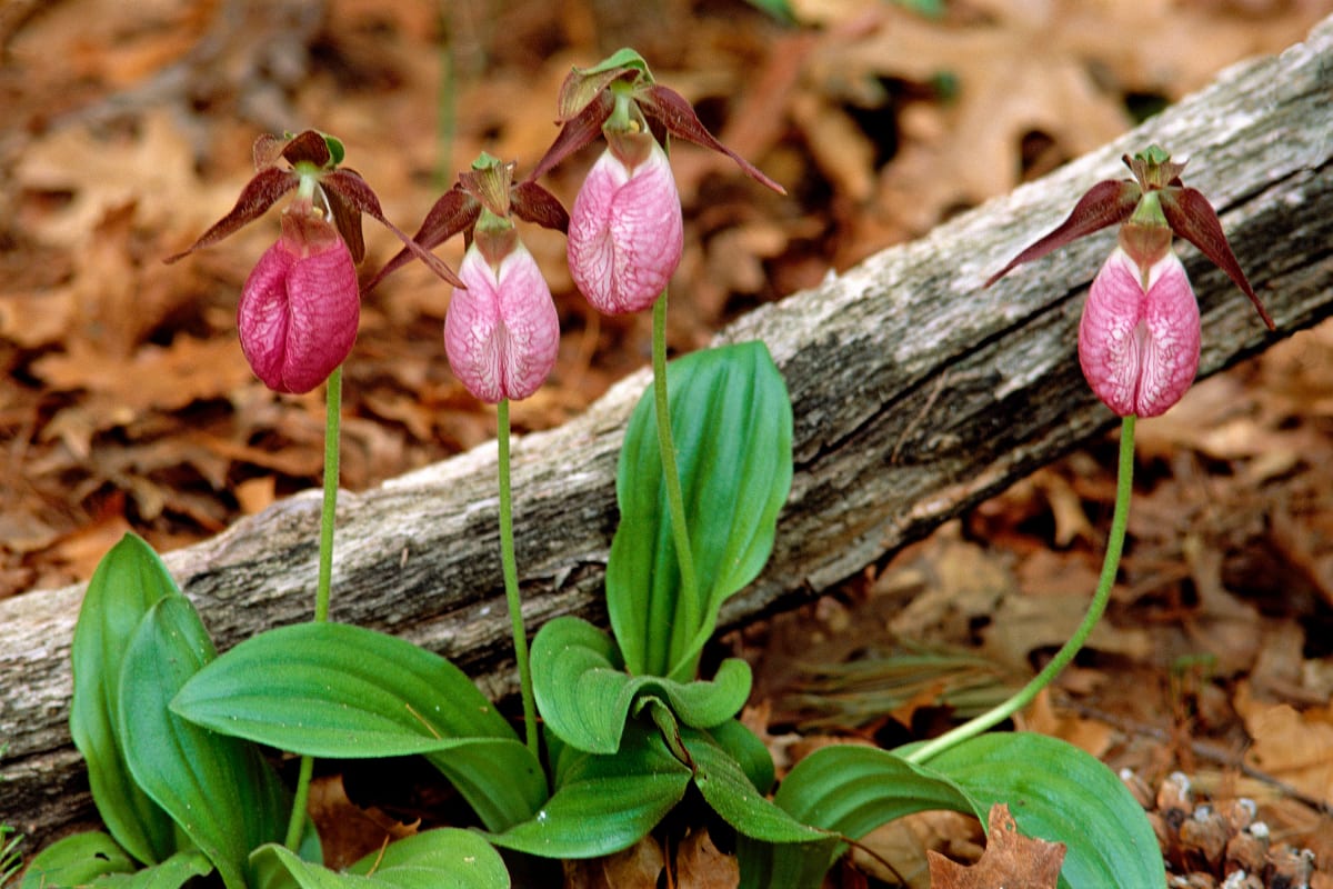 Pink Lady Slippers by David Fingerhut  Image: Pink Lady Slippers by David Fingerhut